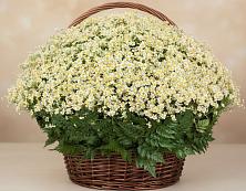 Цветочная композиция из Ромашки в корзине #REPLACE_PRED# Култук