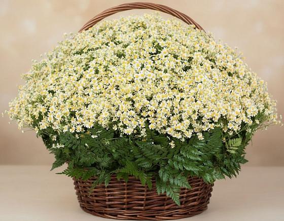 Цветочная композиция из Ромашки в корзине в Култук